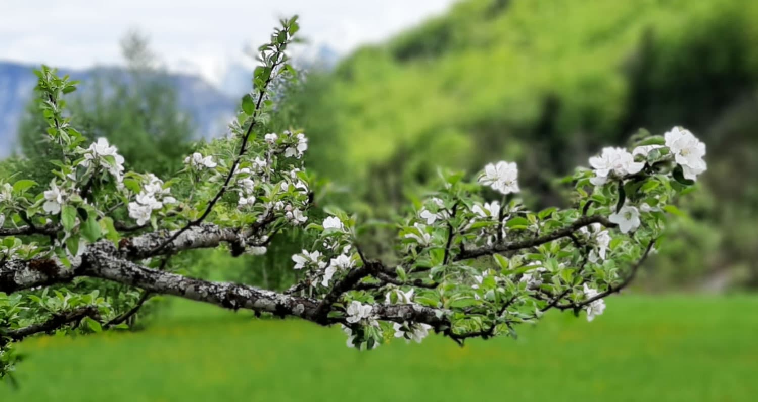 Zweig mit Apfelblüten vor einer grünen Wiese und bewaldeten Hügeln