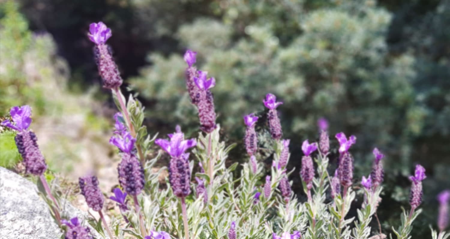 Blühender Lavendel in der Sonne