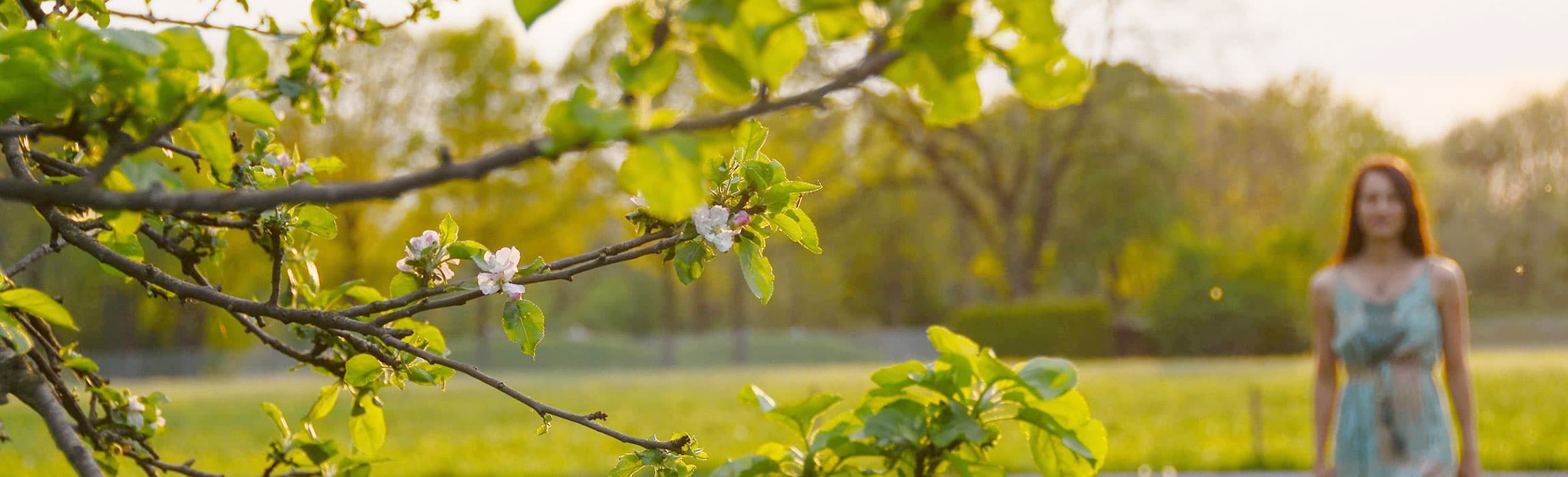 Zweig mit Apfelblüten im Gegenlicht, im Hintergrund eine Frau auf einer Wiese